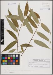 Foto von Salix fragilis L.